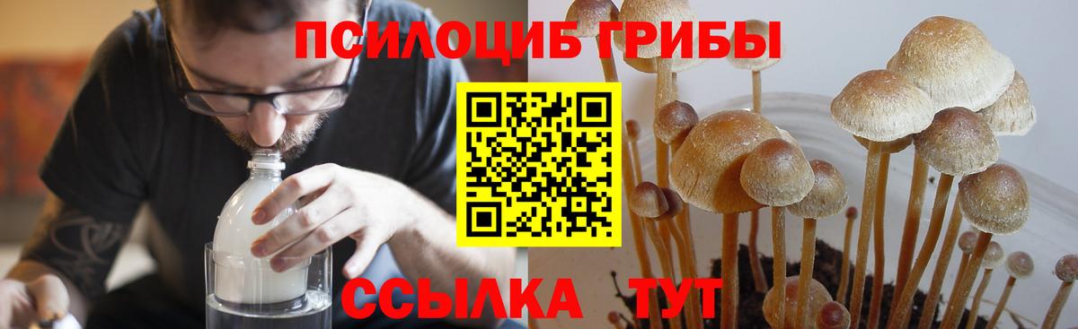 Сокол  Псилоцибиновые грибы Psilocybe  Вход с VPN  Псилоцибиновые грибы ЛСД 